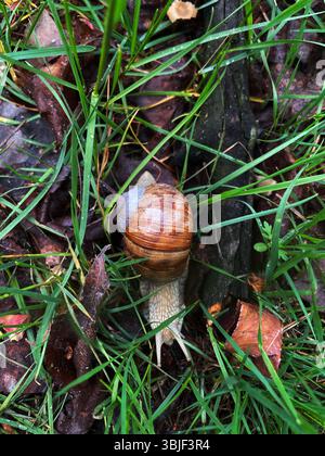 Snail in Wet Grass and Leaves, Garden Snail Crawling on Forest Floor, After Rain: Snail in Natural Habitat, Common Snail Among Damp Foliage Stock Photo
