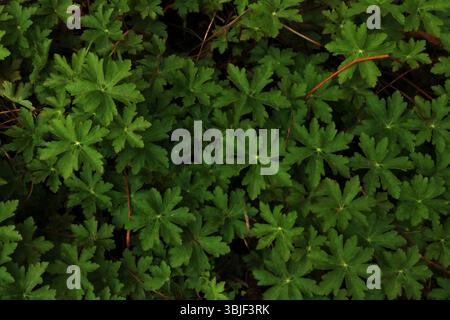 Dense Green Foliage Groundcover Pattern, Lush Green Leaves Background Texture, Overhead View of Deep Green Leaves Stock Photo