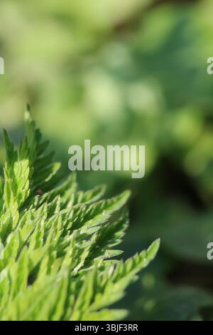 Textured Green Foliage in Soft Sunlight, Abstract Greenery with Bokeh Background, Delicate Green Leaves, Close-up Stock Photo
