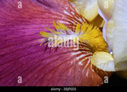 Extreme close-up of a bearded iris showing vivid yellow filaments and textured maroon petal. Sharp floral macro capturing natural beauty and intricate Stock Photo