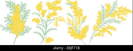 Set of spring mimosa branches with blooming flowers. Delicate floral composition.Vector illustration Stock Vector