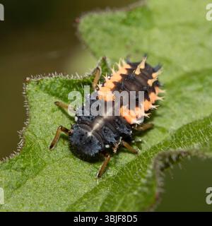 Close up of a Harlequin Larvae Ladybird ladybug insect on fauna Stock Photo