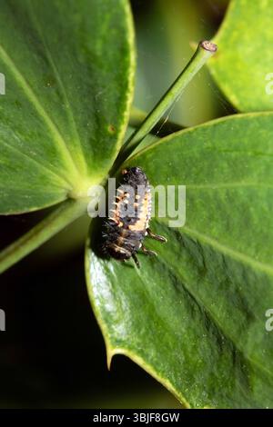 Close up of a Harlequin Larvae Ladybird ladybug insect on fauna Stock Photo