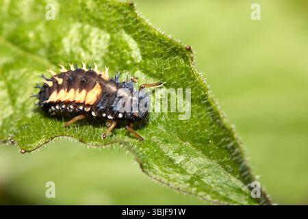 Close up of a Harlequin Larvae Ladybird ladybug insect on fauna Stock Photo