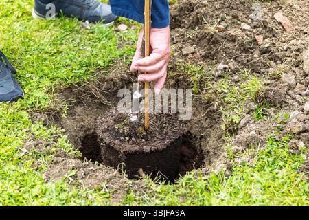 Shot of a hand placing a walnut sapling into a planting hole Stock Photo