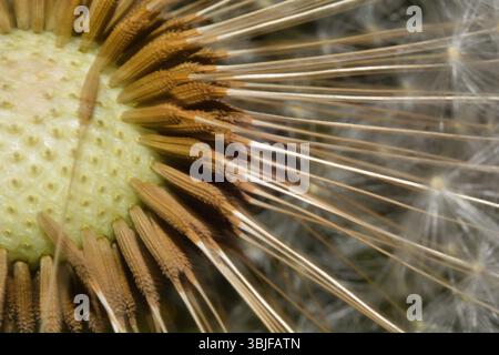 Extreme closeup showing how individual seeds (pappus) are attached to the seed head of a dandelion. Stock Photo