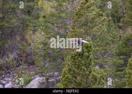 Bald Eagle Haliaeetus leucocephalus takes off  the top of a pine tree in the Inyo National Forest Eastern Sierra California; USA Stock Photo