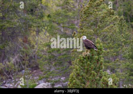 Bald Eagle Haliaeetus leucocephalus perched in the top of a pine tree in the Inyo National Forest Eastern Sierra California; USA Stock Photo