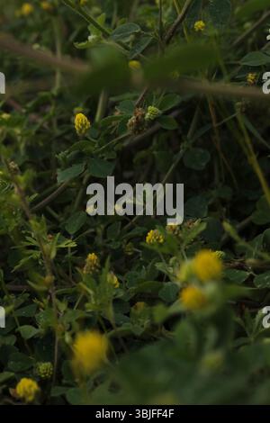 Tiny Yellow Blooms in Greenery, Wild Clover in its Natural Habitat, Ground Cover: Yellow Flowers and Lush Leaves, Sunlight on Forest Floor Gold Stock Photo