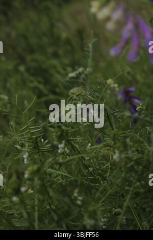 Hidden Blooms: White and Purple Wildflowers, Woodland Tapestry of Green and Hues, Diverse Wild Flora in Natural Habitat Stock Photo
