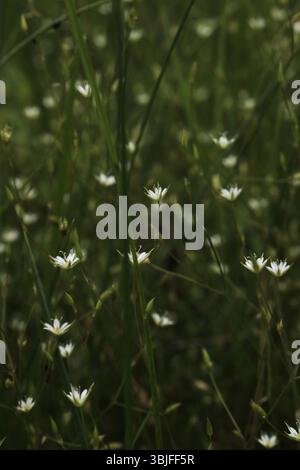 Field of Tiny White Stars, Abundant Wildflowers in Soft Focus, Delicate Tapestry of Forest Floor Blooms Stock Photo