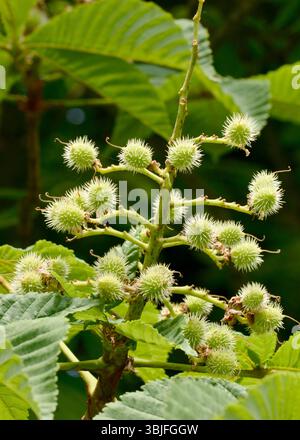 Seed capsules of Horse chestnut Aesculus hippocastanum in early Spring development, after flowering on deciduous tree branches Stock Photo
