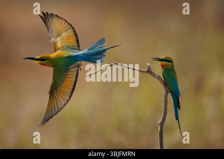 Blue-tailed bee-eater Merops philippinus near passerine bird in Meropidae, widely distributed across South and Southeast Asia, mostly in open habitats Stock Photo