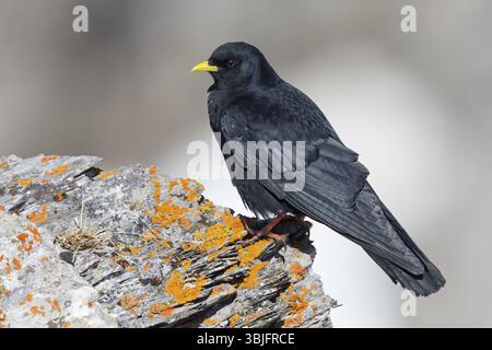 Alpine chough, (Pyrrhocorax graculus), animals, birds, ravens, jackdaw, family of corvids, stands on rocks, lichens, Gemmi Pass, Valais, Switzerland, Stock Photo