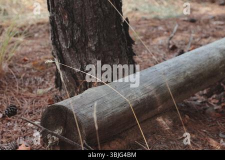 Smooth Log In Forest Stock Photo