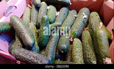 A box filled with fresh cucumbers is ready for sale at a local market. These vibrant green vegetables are freshly harvested and showcase their natural Stock Photo