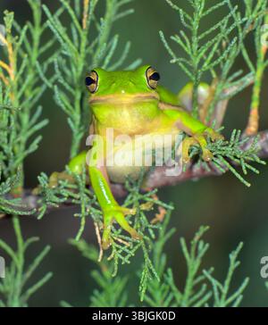 American green tree frog (Dryophytes [Hyla] cinereus) in a tree at night, Galveston, Texas, USA Stock Photo
