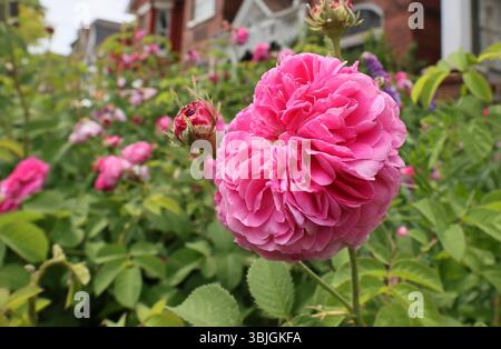 old fashioned heirloom rose, with large number of intertwined petals Stock Photo