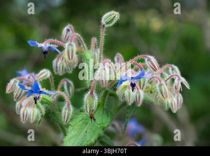 The Common borage wildflower blooming near Albufeira, Algarve, Portugal, Europe. Stock Photo