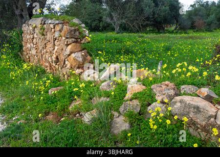 A roadside stone fence with yellow wildflowers near Loule, Algarve, Portugal, Europe. Stock Photo