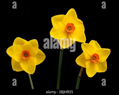 Yellow and orange daffodils on a black background Stock Photo
