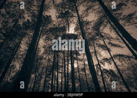 Sunlight Filtering Through Pine Trees in Brazil Stock Photo