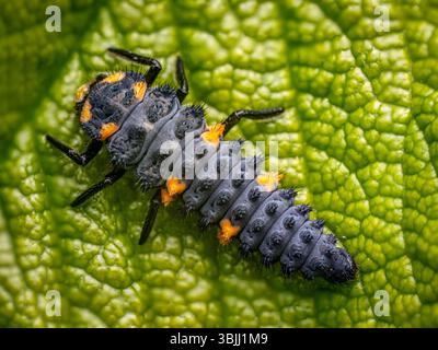 Closeup shot of ladybug larva on a green leaf shot from above Stock Photo