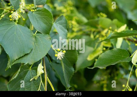 Linden Tree Flowers Blossom and Fruits Ripe Nuts on a Branch Tree Stock Photo
