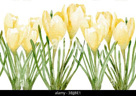 Delicate crocuses and snowdrops with petals, seamless border. Watercolor illustration. Meadow and wildflowers are isolated on white background. Theme Stock Photo