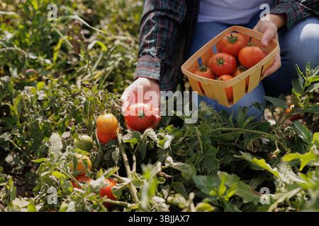 Woman picking fresh tomatoes into a basket in a green vegetable field. Organic farming, gardening, and harvest season in a rural outdoor setting. Stock Photo