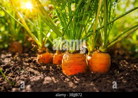 Organic carrots growing in garden soil, sunlight, green tops, healthy vegetables, harvest, farming, agriculture, natural background. Stock Photo