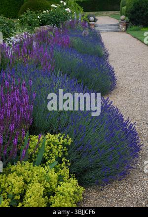 Lavender border by a gravel path Stock Photo