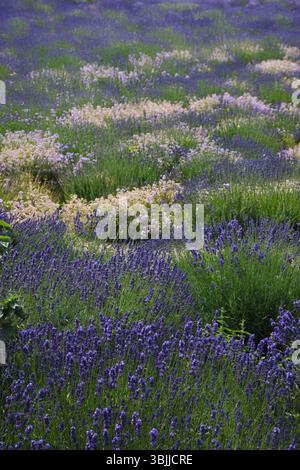 Lavender bed Stock Photo
