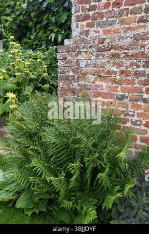 Ferns by a brick wall Stock Photo