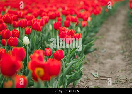Vibrant Red Tulips in Bloom Along a Farm Path Stock Photo