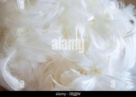 A pile of goose feathers. Close up macro shot, no people Stock Photo