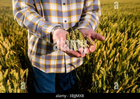 Close up of senior man holding wheat crops in his hands. Stock Photo