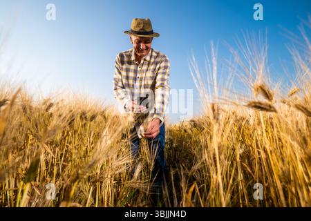 Senior farmer is examining wheat crops. He is using smartphone. Stock Photo