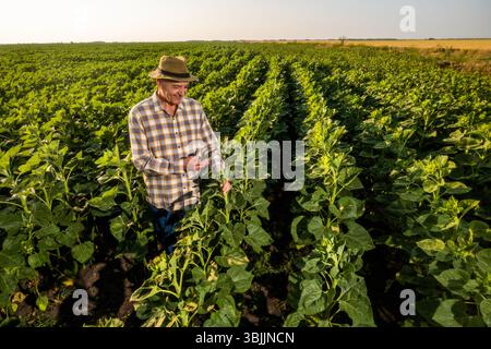 Senior farmer is examining sunflower crops. Happy farmer in his growing sunflower field. Stock Photo