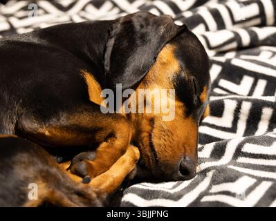 Miniature black and tan Dachshund sleeping curled up on a soft black and white blanket Stock Photo