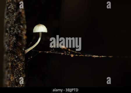Tiny white fungi growing out of a tree trunk with a spider web with orange beads attached to it. Stock Photo