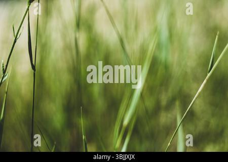 Blurred background of green summer grass Stock Photo