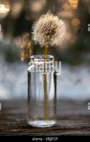 Delicate dandelion seedhead placed in clear glass bottle on rustic wood table with soft golden bokeh lights creating dreamy atmospheric background Stock Photo