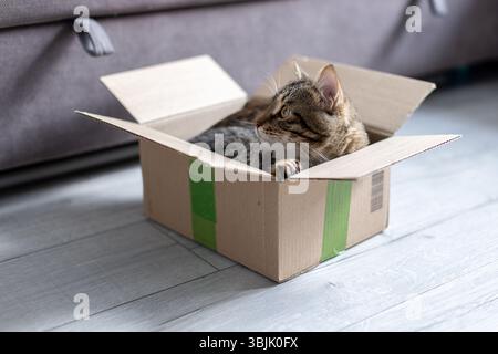 The cat is sitting in a cardboard box Stock Photo