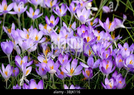 Purple/Lilac/Mauve Crocus 'Tommasinianus' Flowers on Display in the Flowerbed Borders at RHS Garden Harlow Carr, Harrogate, England, UK. Stock Photo