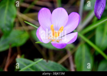 Single Purple/Lilac/Mauve Crocus 'Tommasinianus' Flowers on Display in the Flowerbed Borders at RHS Garden Harlow Carr, Harrogate, England, UK. Stock Photo