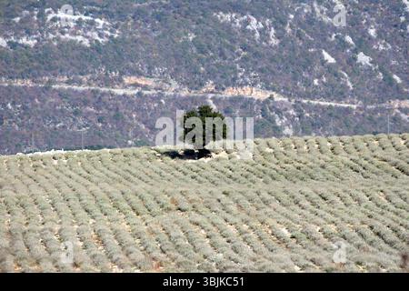 A solitary broadleaf tree stands on a gently rolling hill in the middle of a cultivated field, surrounded by neat rows of low crops, with a rugged mou Stock Photo