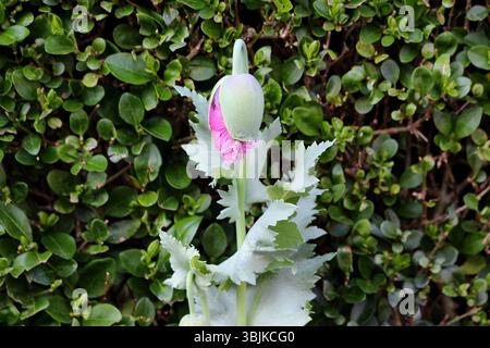 Opium poppy Papaver somniferum, also called breadseed poppy and garden poppy, shows a large green bud splitting to reveal pink petals, rising above gl Stock Photo