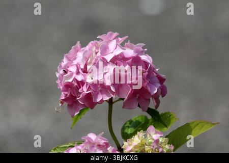 Hydrangea macrophylla, also called bigleaf hydrangea, displays a rounded cluster of delicate pink flowers with green leaves, standing out against Stock Photo