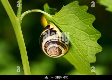 Snail shell of Garden banded snail, White-lipped snail (Cepaea hortensis) hanging on the upper side of a green leaf Stock Photo